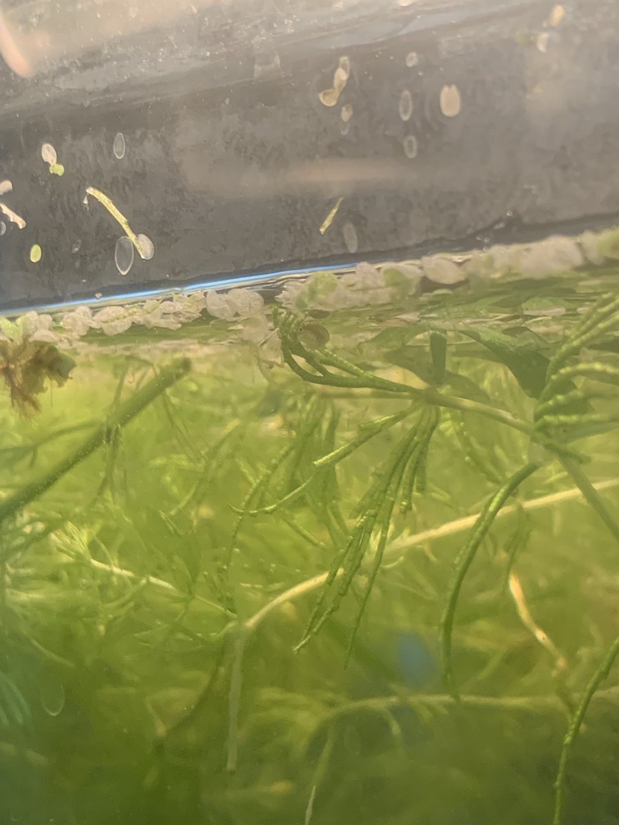 moXie 🐒🌸 Lemur Vtuber tweet media