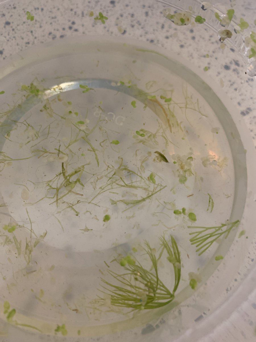 moXie 🐒🌸 Lemur Vtuber tweet media