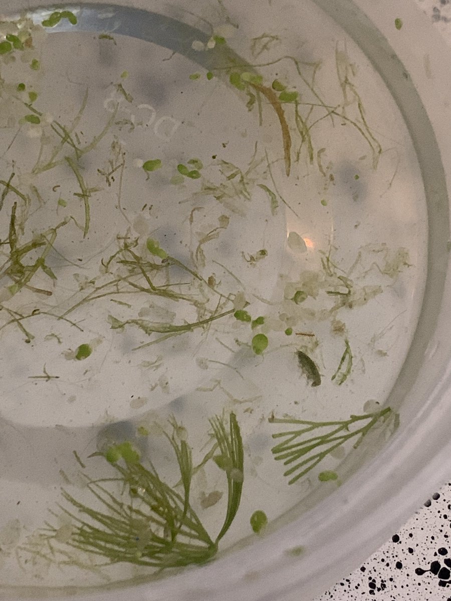 moXie 🐒🌸 Lemur Vtuber tweet media