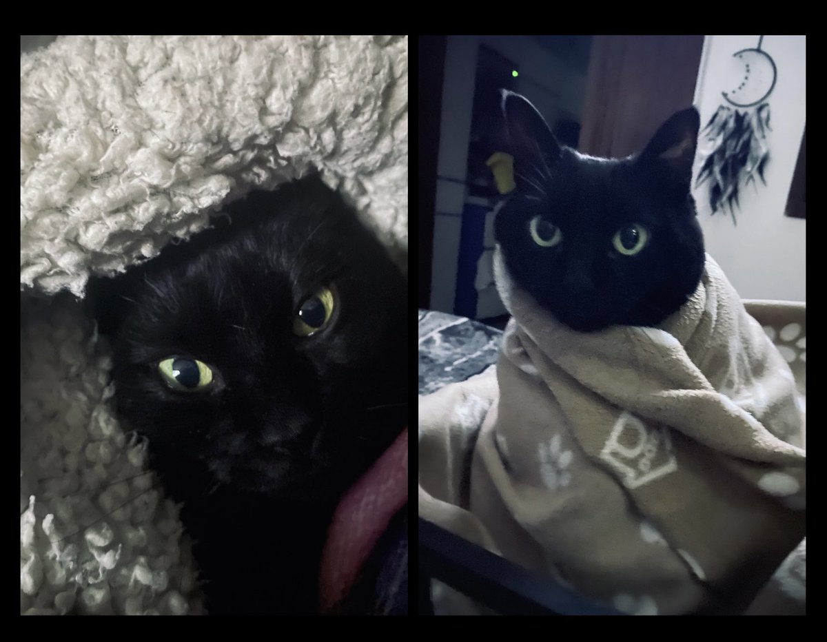 SandymoonDCS's tweet image. Dice Chiky que si hace frío 🤣🥶❄️🧊😜 #felizsemana #felizlunes #wicca #sandymoon