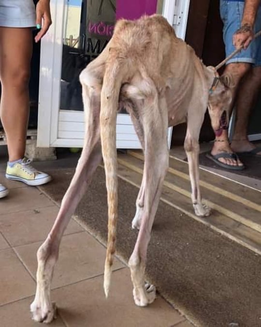 #NiUnPerroFuera
<a href="/MSocialGob/">Ministerio de Derechos Sociales, Consumo y A2030</a>