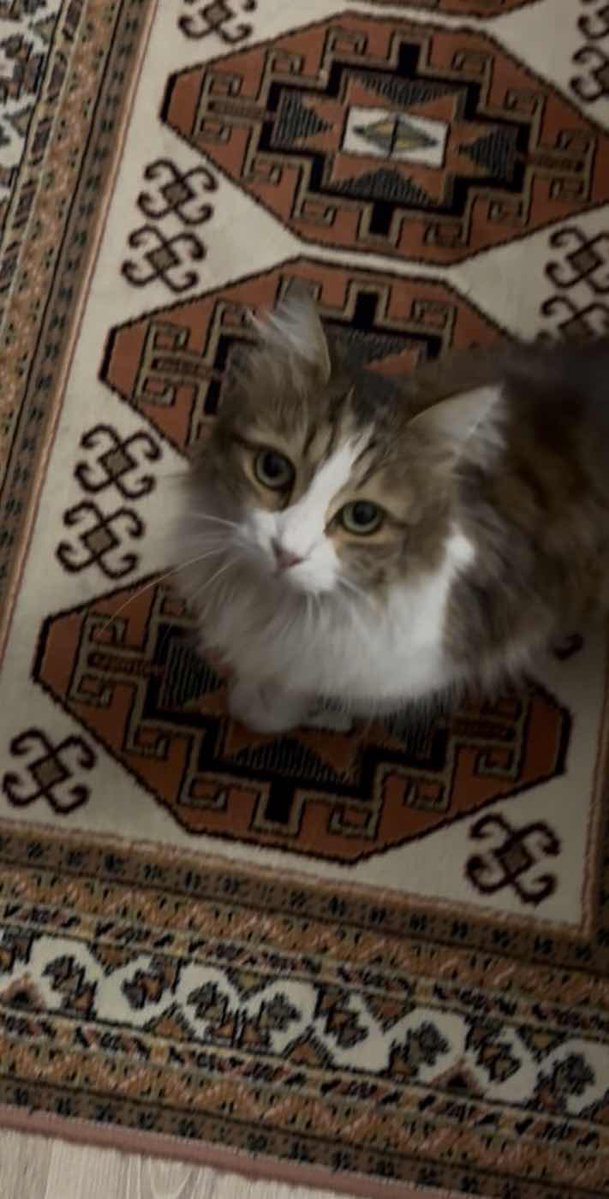 KayipHayvanApp's tweet image. Kayıp İlanı!  
Pati
Ekleyen: deku Soyisimsiz
Istanbul - Maltepe - Dragos
kayiphayvanlar.com/detail/622
#kayıp #kedi #köpek #kayıphayvan #kayıphayvanlar