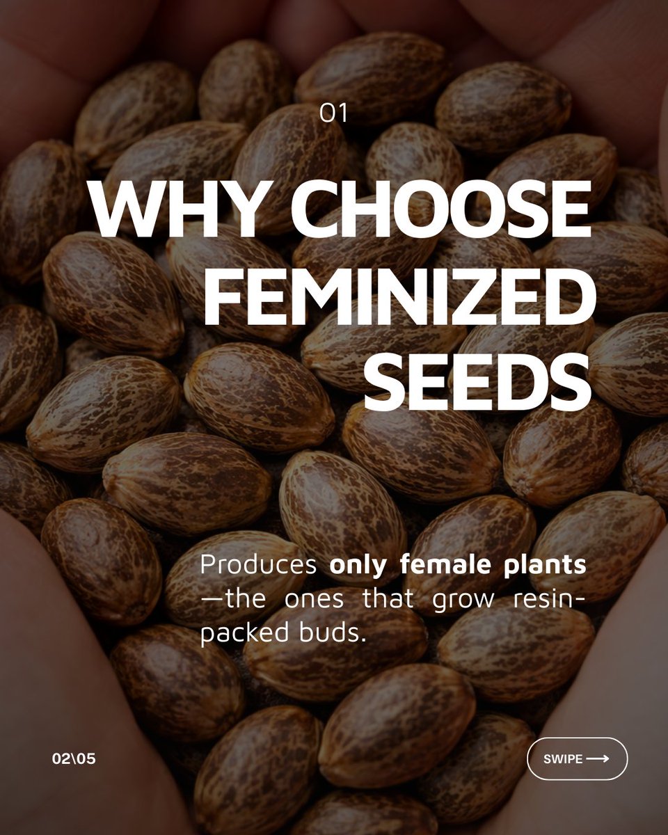 Growers Choice Seeds tweet media