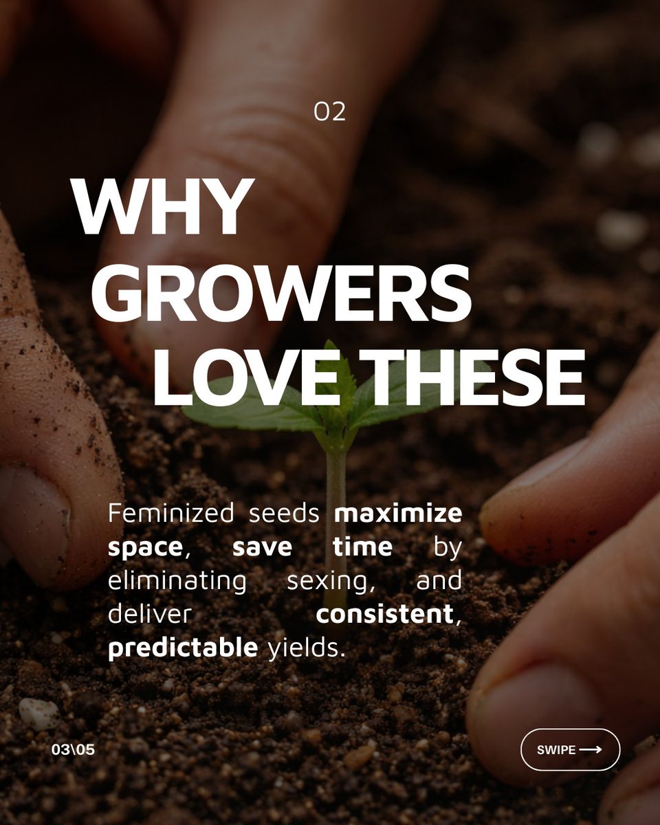 Growers Choice Seeds tweet media