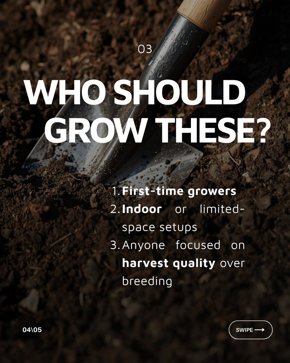 Growers Choice Seeds tweet media