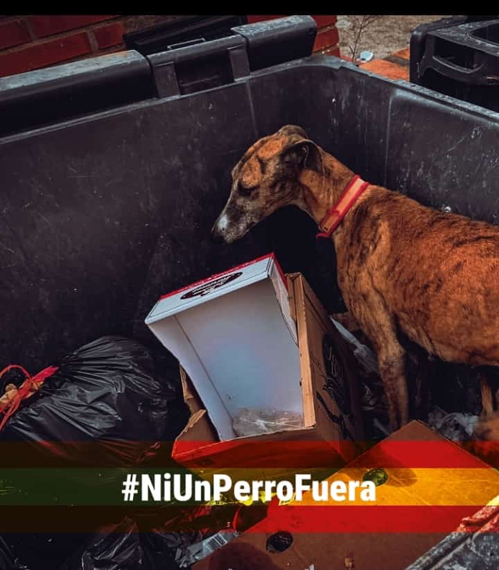 Todos los perros son iguales y todos deben quedar protegidos. Ministro sea valiente y promueva un cambio en la ley. <a href="/pbustinduy/">Pablo Bustinduy</a> <a href="/AnimalesGob/">D. G. Derechos Animales</a> #NiUnPerroFuera <a href="/JoserraBecerra/">Joserra Becerra 🌻</a>