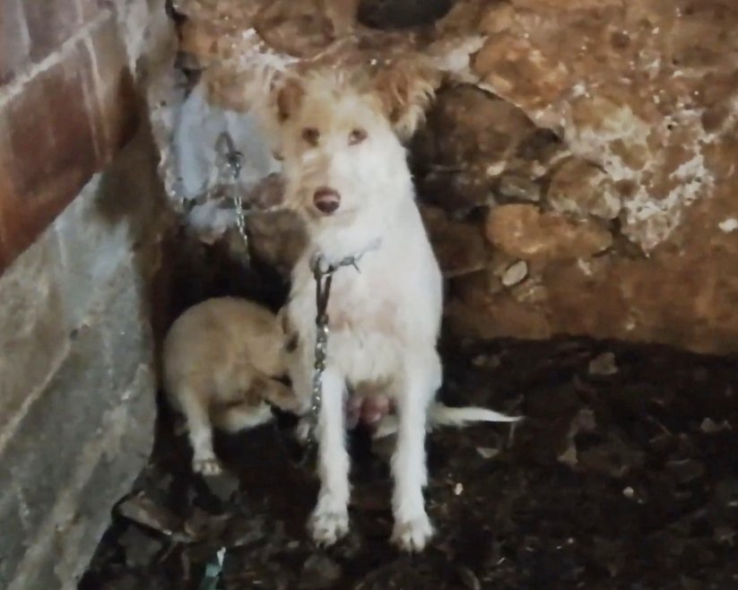 Árboles en la ciudad tweet media