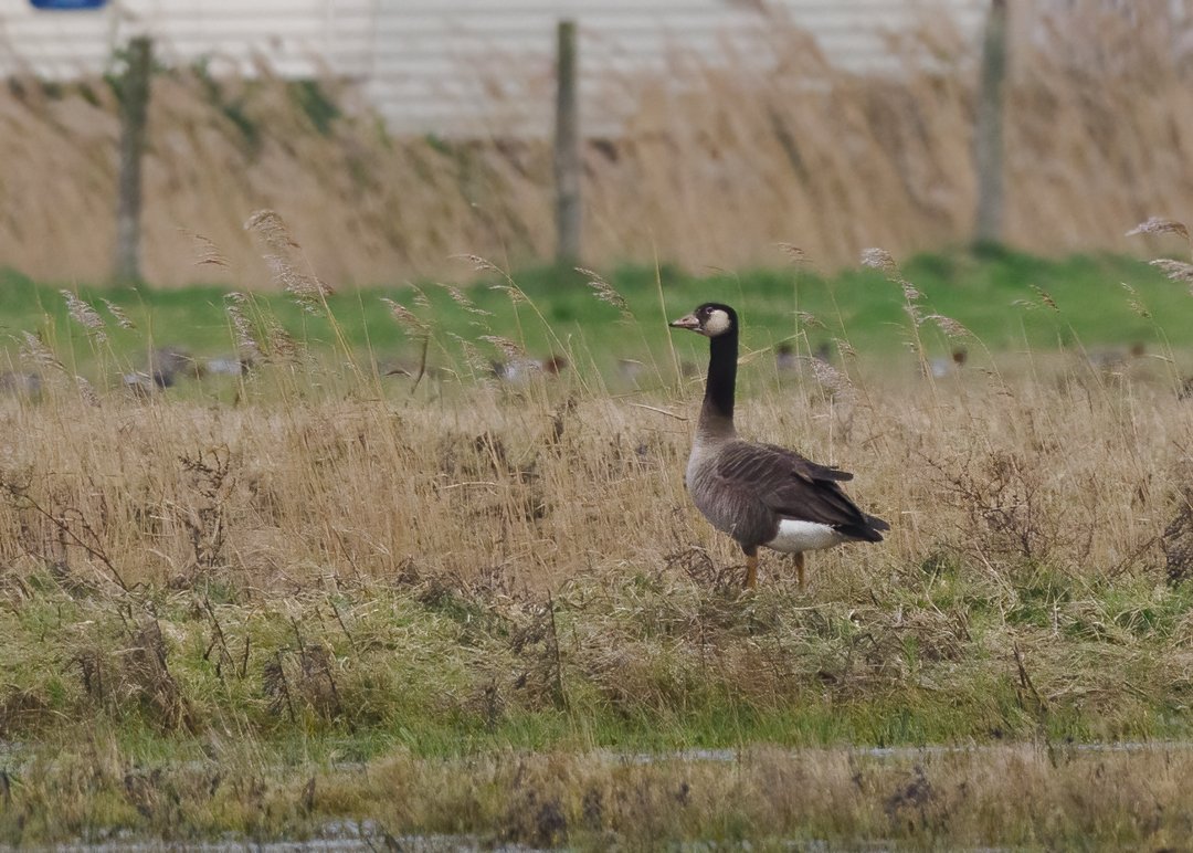 Seasalter birder tweet media