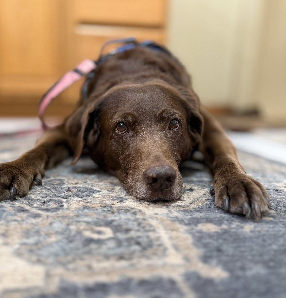 Jackson & Willow tweet media