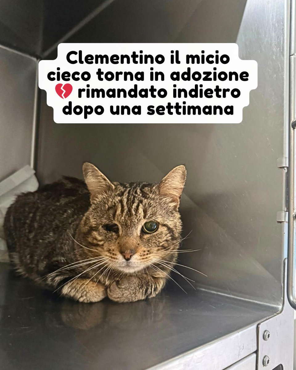 PetsProof's tweet image. 339 6822853

Clementino è un gatto cieco abbandonato davanti una clinica veterianaria a Isola del Liri (FR). I veterianari per pietà lo hanno accolto, curato e sterilizzato. 

Pensavamo di avergli trovato adozione ma dopo appena una settimana è tornato indietro 😿 #adozionegatto