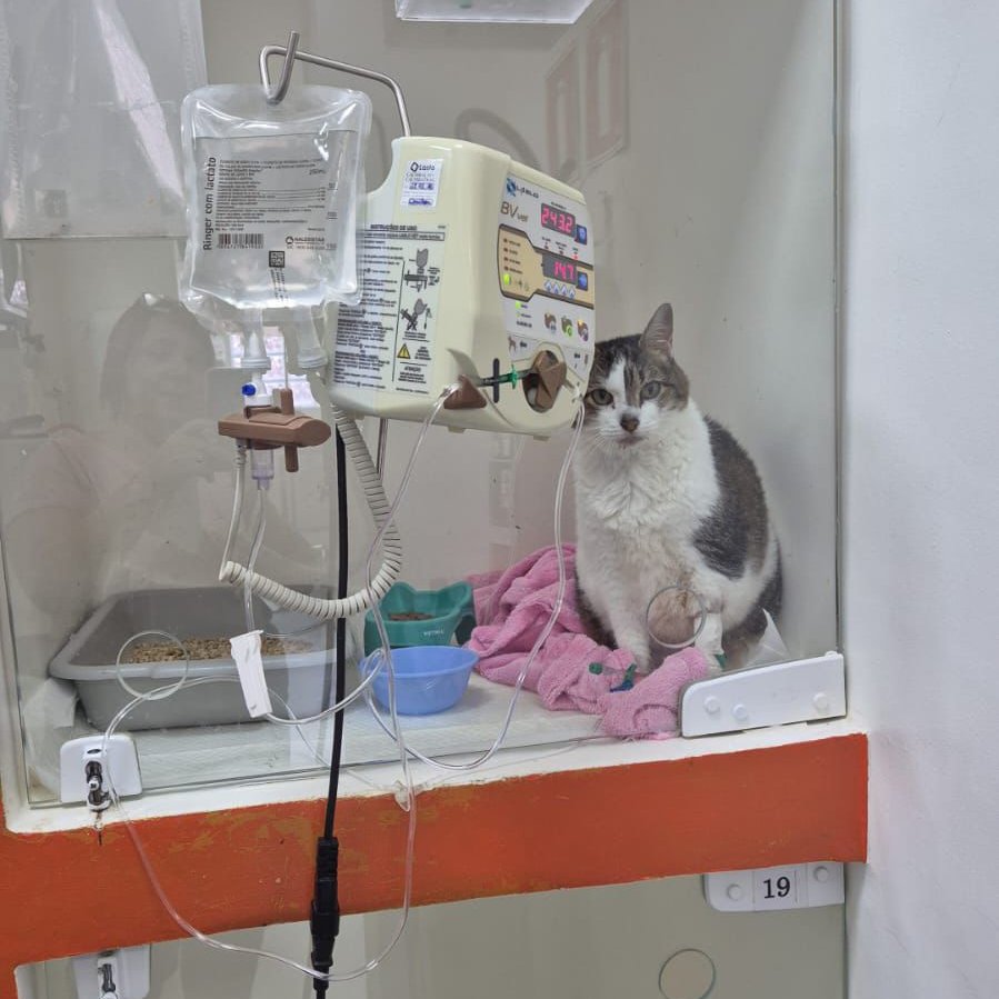 Não sou de pedir, mas minha gatinha está num quadro renal grave com creatinina altíssima, nível incompatível com a vida...
Precisamos agir urgentemente, mas nefrologista, cirurgia, diálise... tá saindo MUITO caro!
Fiz uma vakinha pra ajudar, qualquer R$1 real faz diferença ❤️‍🩹 RT