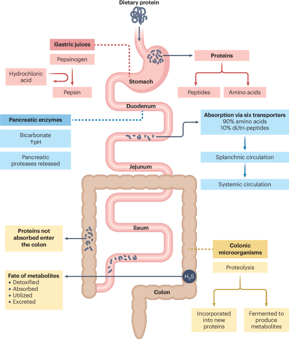GMFHx's tweet photo. The impact of dietary protein on GI health has been largely overlooked

@Alice_APD, @RachelDavisAPD &amp; team have done brilliant work summarizing why the protein source, amount, and fiber/protein balance matter for GI health and disease

@NatRevGastroHep 

https://t.co/7z7U2fZTmI https://t.co/BmHTFU6qzJ