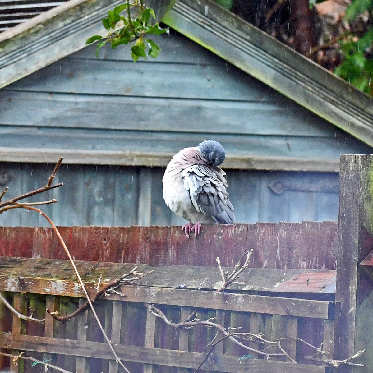 Pidgebot5000's tweet photo. #Pidgepostbot Pidge: True(0.9820). Photo by john-walton. https://t.co/YRahbpiEoU