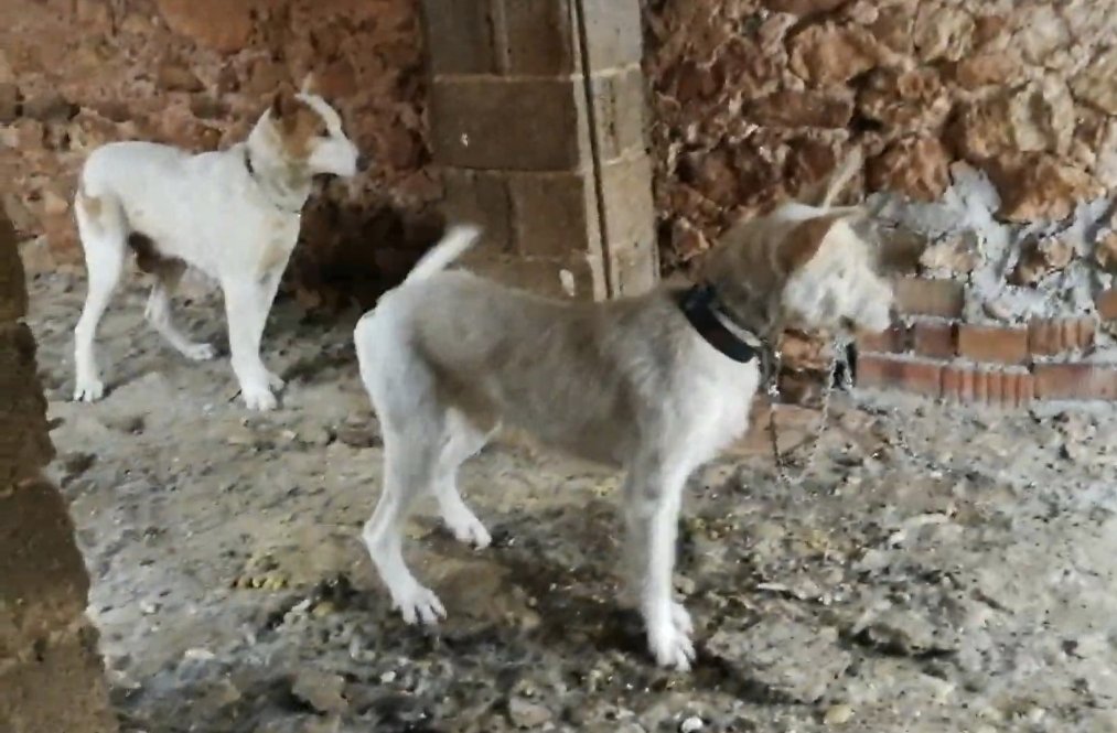 Árboles en la ciudad tweet media