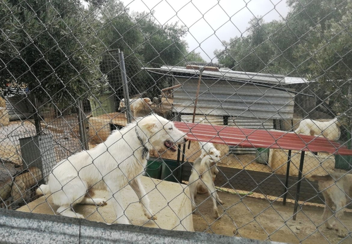 Árboles en la ciudad tweet media