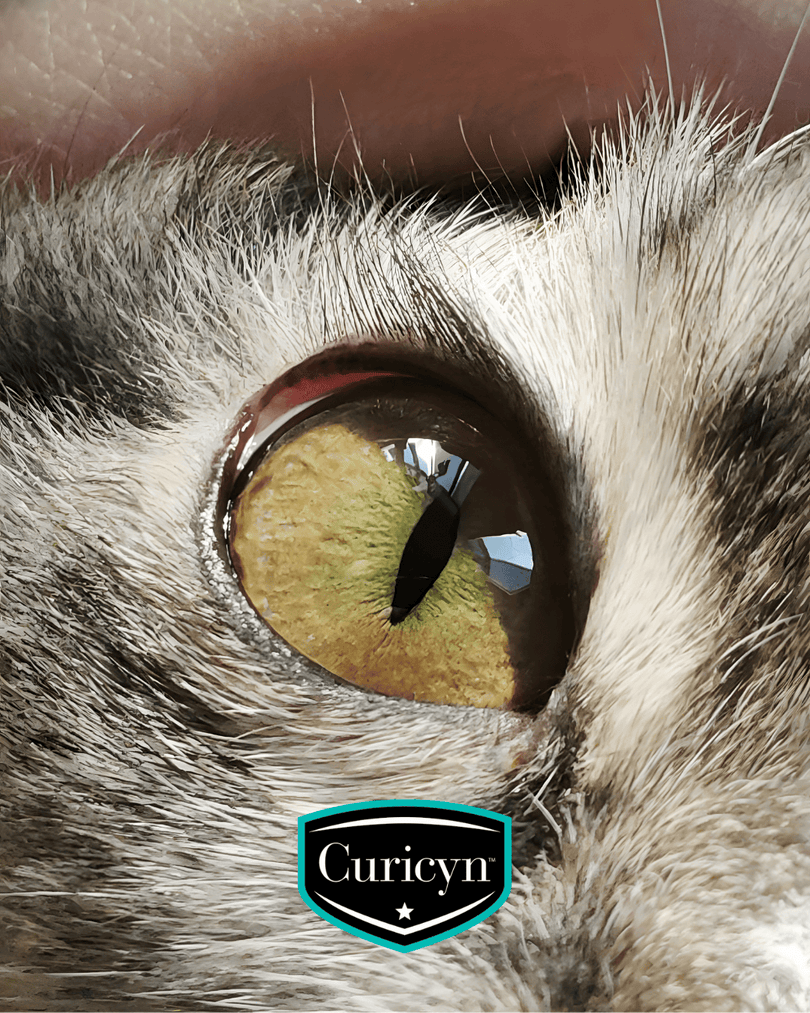 Curicynproducts's tweet photo. Dust, wind, and winter debris can irritate the eyes of all animals. Curicyn Eye Care Solution supports gentle, effective care to help heal irritations and issues, as well as for regular cleansing for all animals. #AnimalWoundCare https://t.co/EZOpsQl6DO