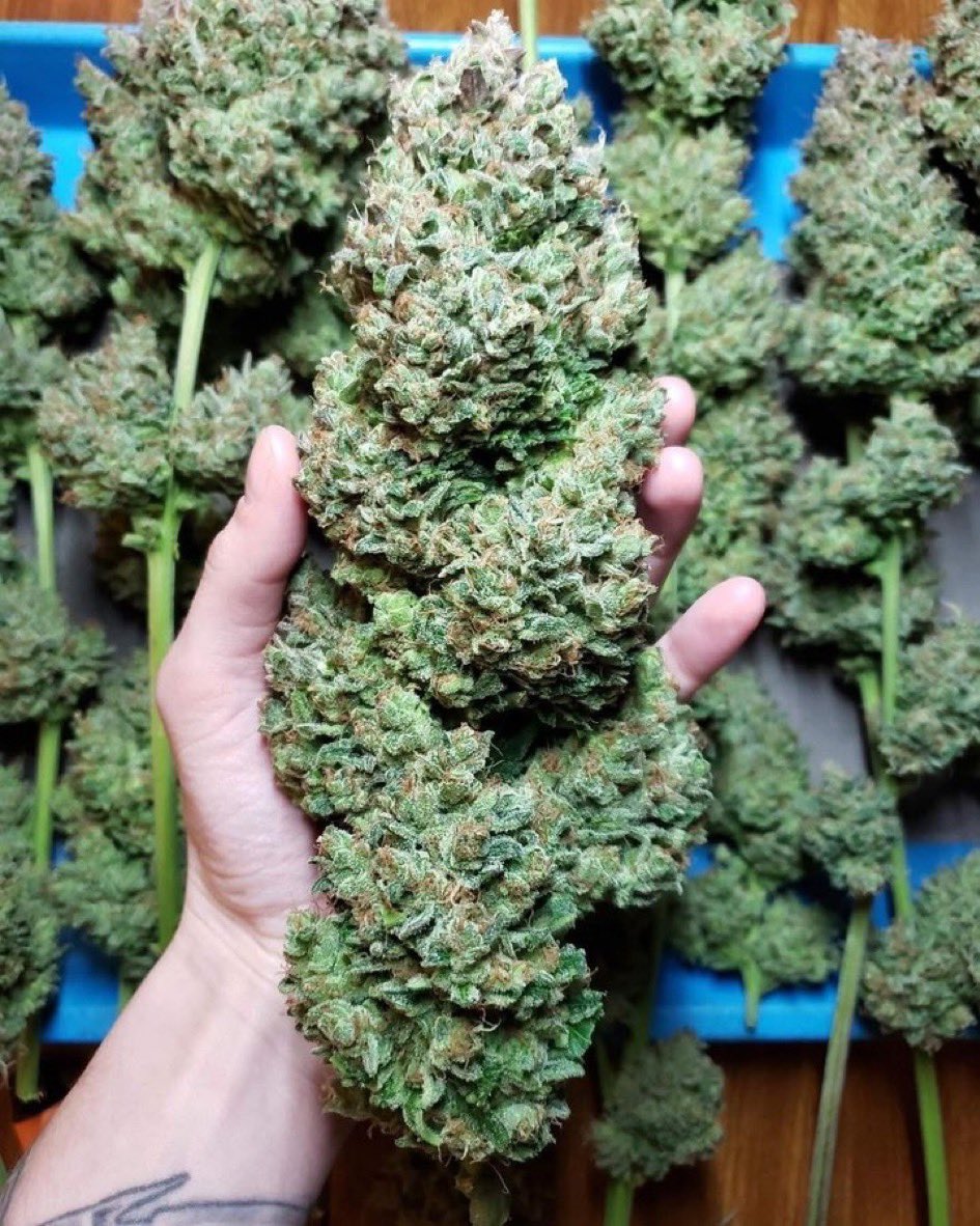 Teresa Stoner tweet media