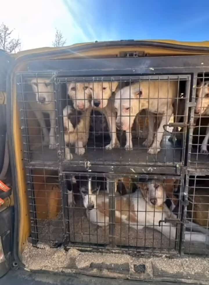 La ley tiene que cambiar e incluir a todos los perros en la protección. Mismos perros mismos derechos.

✍️ Firma aquí y exige igualdad de todos los perros ante la ley: change.org/mismosperrosmi…
<a href="/pbustinduy/">Pablo Bustinduy</a> <a href="/AnimalesGob/">D. G. Derechos Animales</a> #NiUnPerroFuera