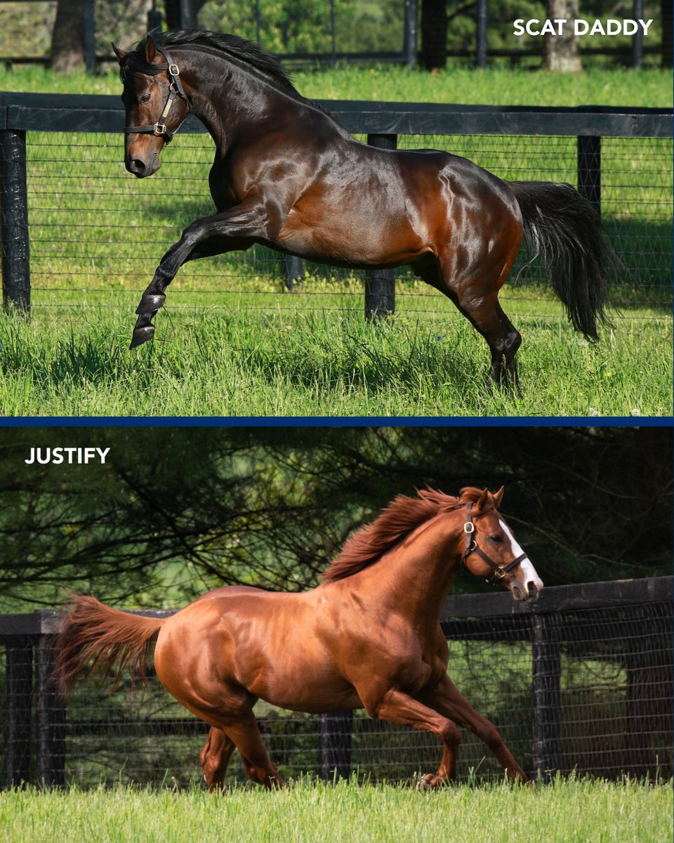 Coolmore America tweet media