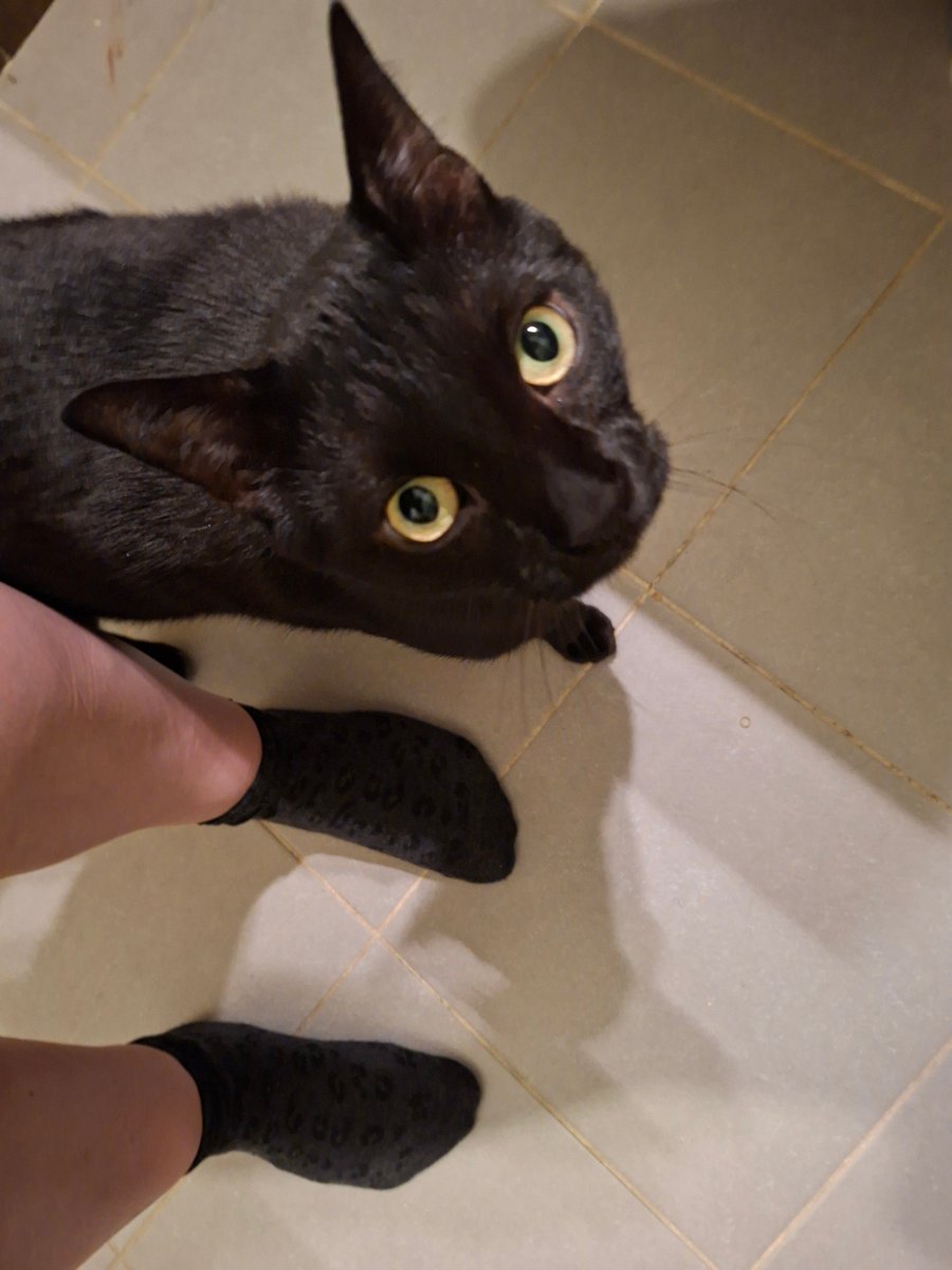 cplcokins34's tweet photo. Même lui valide mes chaussettes sauvages... 🐆🐾 Et vous, vous préférez les chaussettes ou ce qu'il y a en dessous ? 😼

#Camgirl #Feet #Socks #CatLover https://t.co/bQvhuCXudy
