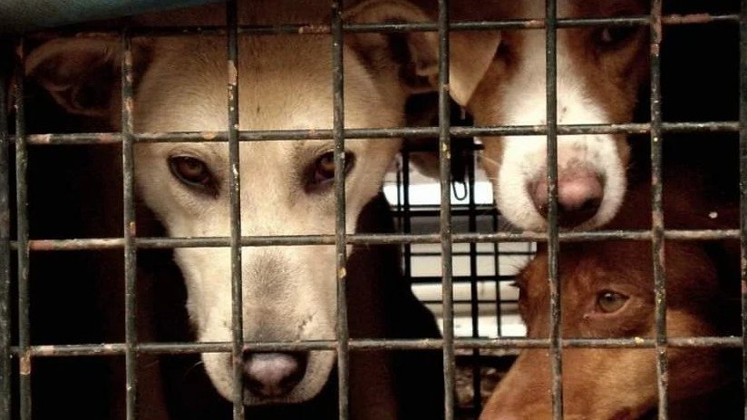 VAMOS A SACARLOS DE AHÍ, pide a <a href="/pbustinduy/">Pablo Bustinduy</a> <a href="/AnimalesGob/">D. G. Derechos Animales</a> <a href="/gobmapa/">Ministerio de Agricultura, Pesca y Alimentación</a> <a href="/JoserraBecerra/">Joserra Becerra 🌻</a> que los protejan con la normativa de núcleos zoológicos, que los metan en la ley 7/2023. Que son todos iguales. Que nos necesitan. #NiUnPerroFuera