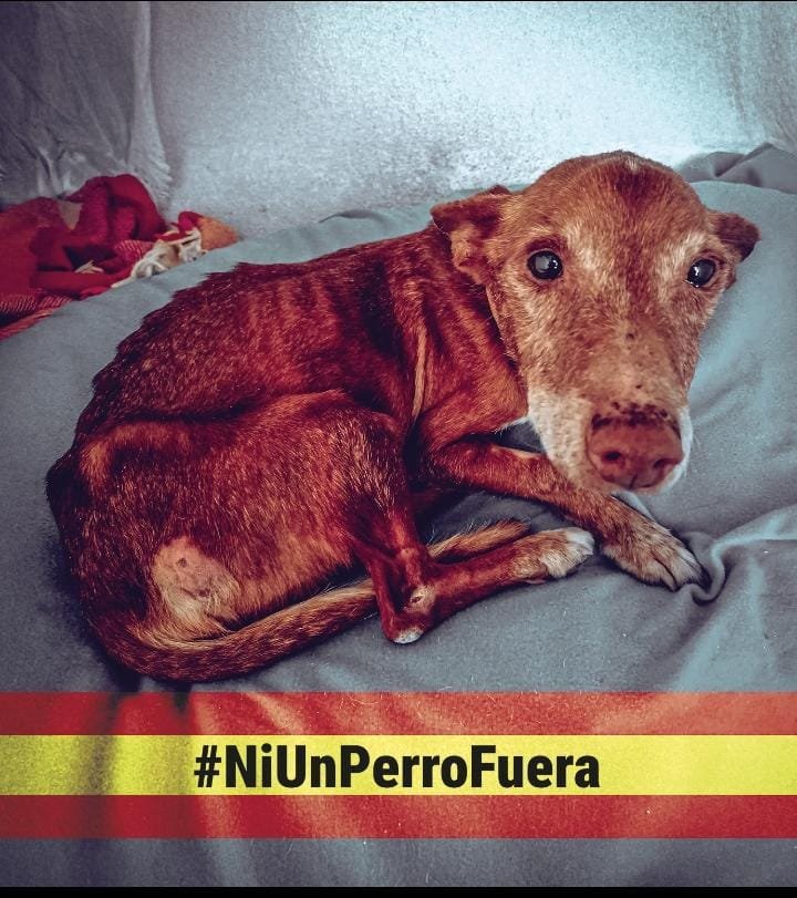 <a href="/pbustinduy/">Pablo Bustinduy</a> 
 <a href="/AnimalesGob/">D. G. Derechos Animales</a>  <a href="/JoserraBecerra/">Joserra Becerra 🌻</a> 
MISMOS PERROS 
MISMOS DERECHOS,
MISMA LEY.
#NiUnPerroFuera
POR LOS QUE NO TIENEN VOZ Y NO PUEDEN DEFENDERSE
