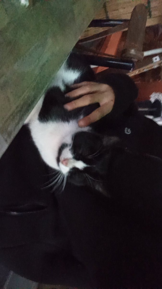 minik dostuma merba diyin