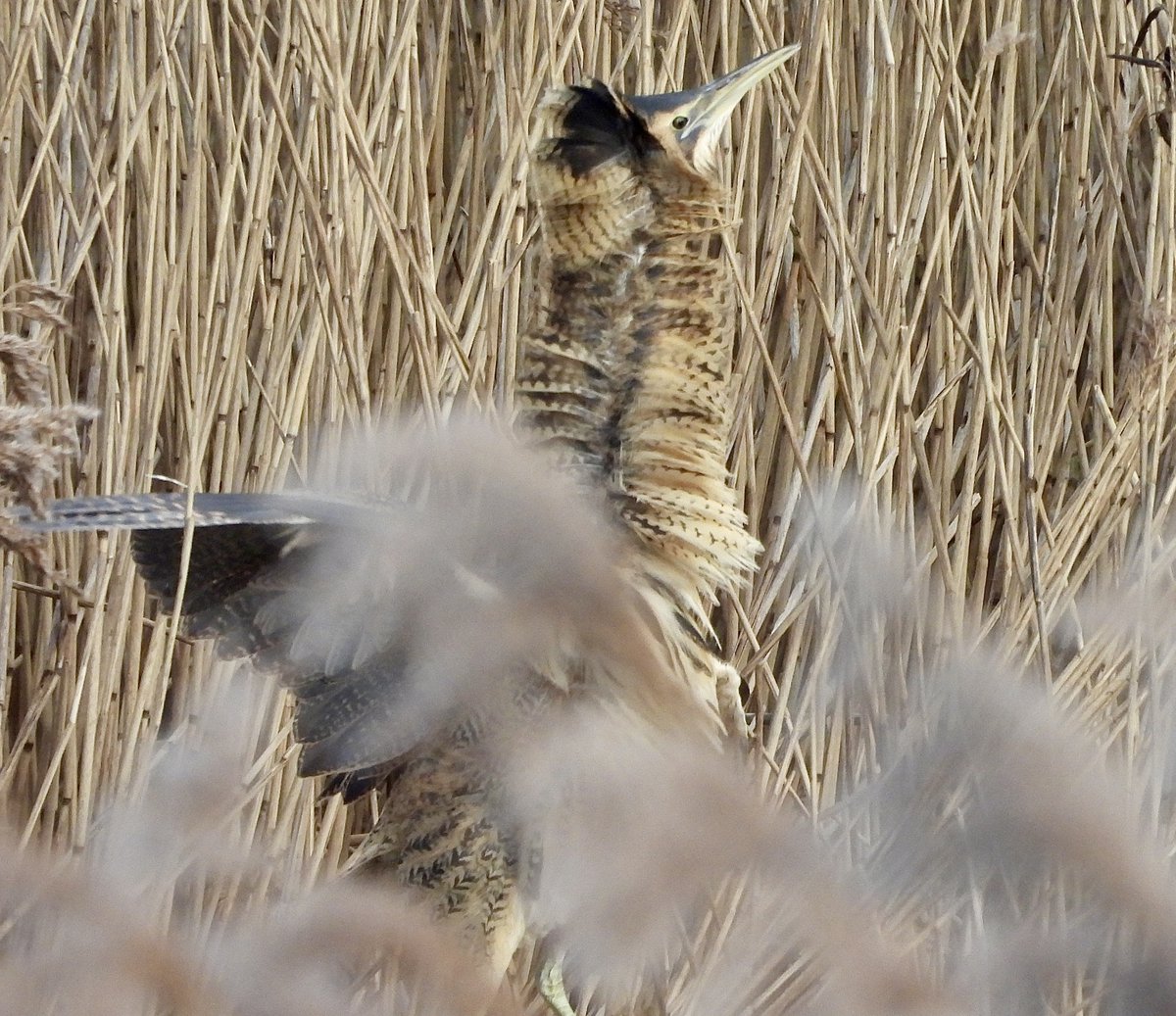 Pauline Gilbertson tweet media