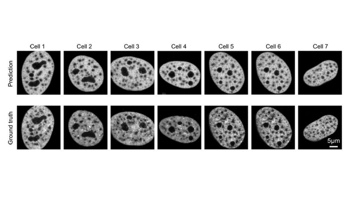 OpticaPubsGroup's tweet photo. An Editors' Pick via #OPG_BOEx: Temporal variance mapping with machine learning for label-free 3D chromatin imaging using optical interferometric microscopy https://t.co/DFL62pEzf7 #ThreeDimensionalImaging #MachineLearning @AcadSinica https://t.co/umI3GhajG2