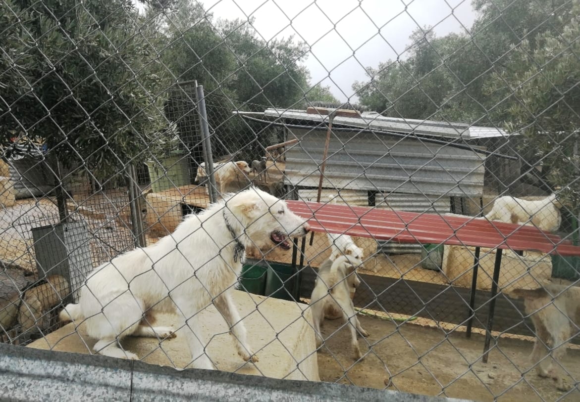 Las protectoras están desbordadas de perros de caza descartados cuando ya no sirven. Si quieres que esto cambie

✍️ Firma aquí y exige igualdad de todos los perros ante la ley: change.org/mismosperrosmi…
<a href="/pbustinduy/">Pablo Bustinduy</a> <a href="/AnimalesGob/">D. G. Derechos Animales</a> #NiUnPerroFuera