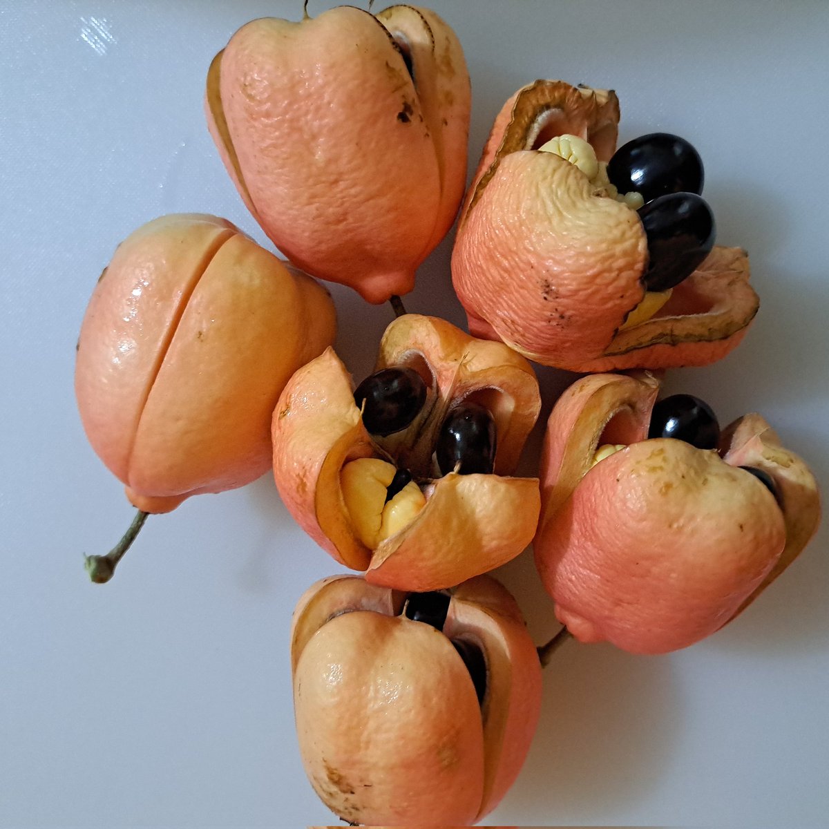 CanariCreations's tweet image. Let's cook some ackee from my tree at the café.

#canarikindcafe 
#CreateWithCanari 
#Ackee 
#Cooking
#Creativity