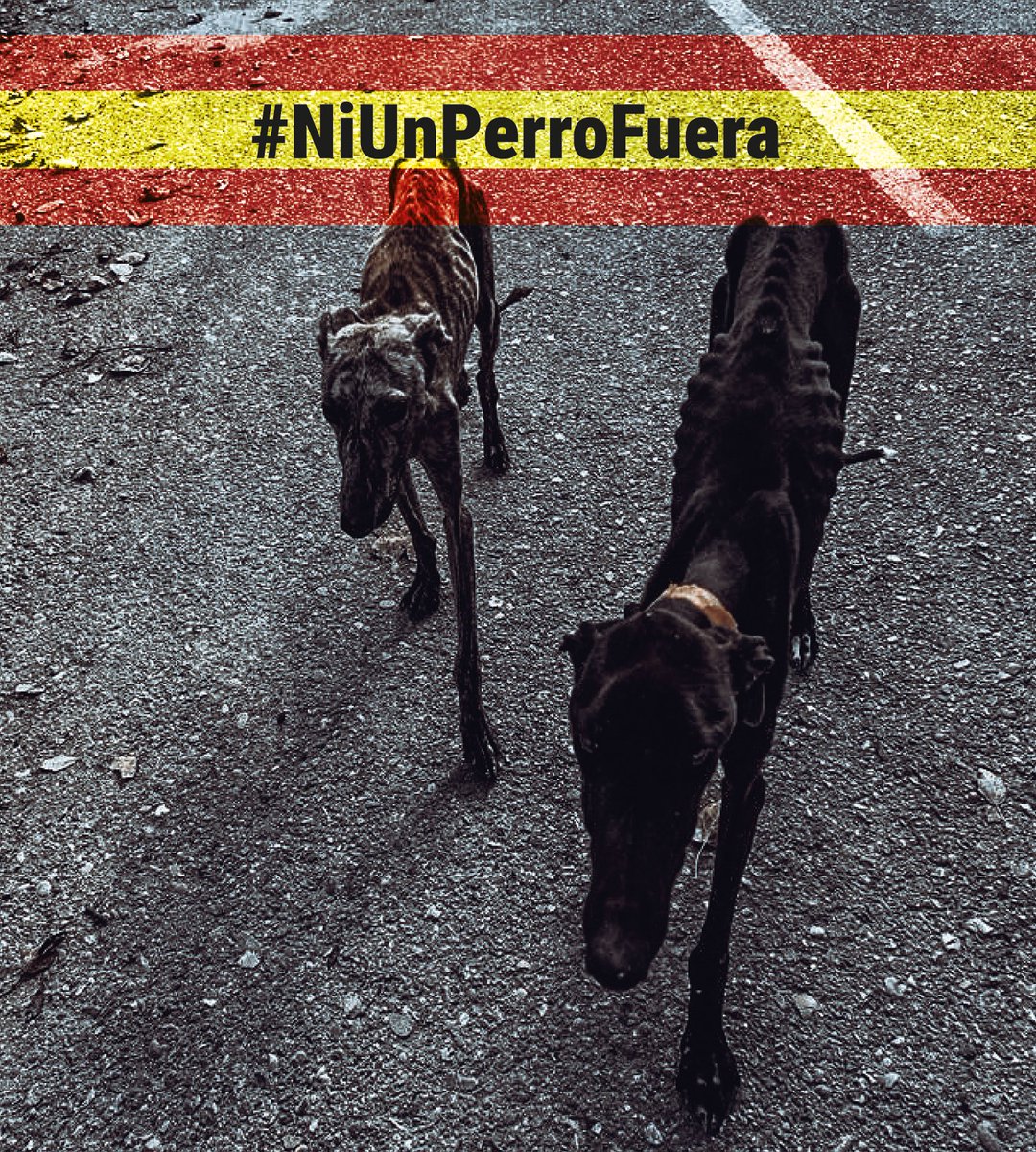 plataforma_NAC's tweet photo. Exigimos que la normativa de núcleos zoológicos incluya a los perros de caza y trabajo. ¡No hay excusa ni argumento para excluirlos!

#NiUnPerroFuera
@pbustinduy
@AnimalesGob
@MSocialGob https://t.co/fl1PhM6sY1