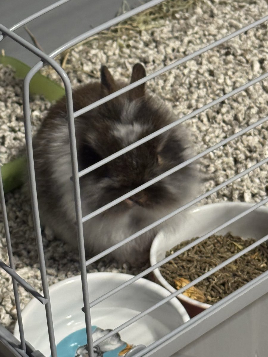 Nerumi 🔜 Ibercon 2026 tweet media