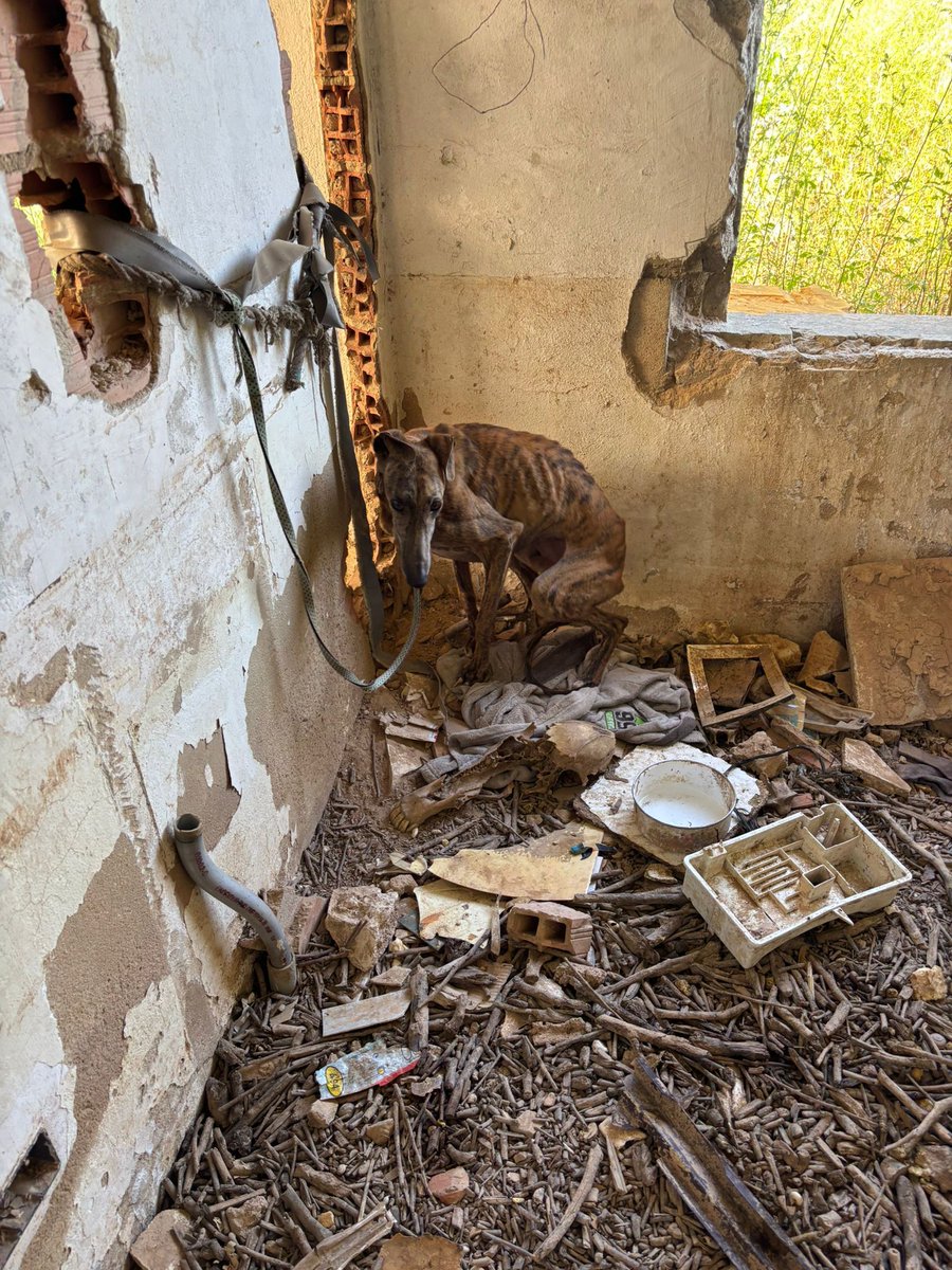 MismosPerrosMD's tweet photo. Demuestren @MSocialGob @pbustinduy @AnimalesGob a sus votantes que no se plegaran ante  @gobmapa y regalen una mayor impunidad ante el maltrato diario de estos perros. Sean valientes #NiUnPerroFuera del RD de Núcleos Zoológicos de Animales de Compañía.

🌐https://t.co/hEGb2bpZhZ https://t.co/PYPmmU60AR