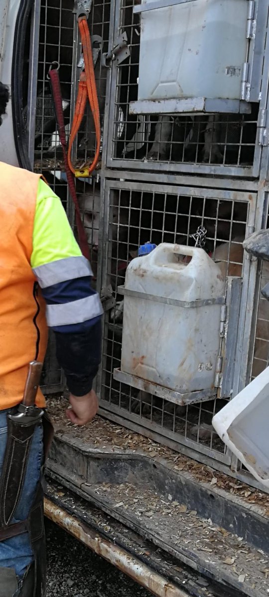 Esta es una de las terribles realidades de los perros para cazar o para "trabajar". ¿De verdad veis justo que no estén protegidos,  <a href="/pbustinduy/">Pablo Bustinduy</a> <a href="/AnimalesGob/">D. G. Derechos Animales</a> <a href="/gobmapa/">Ministerio de Agricultura, Pesca y Alimentación</a> <a href="/JoserraBecerra/">Joserra Becerra 🌻</a> #NiUnPerroFuera