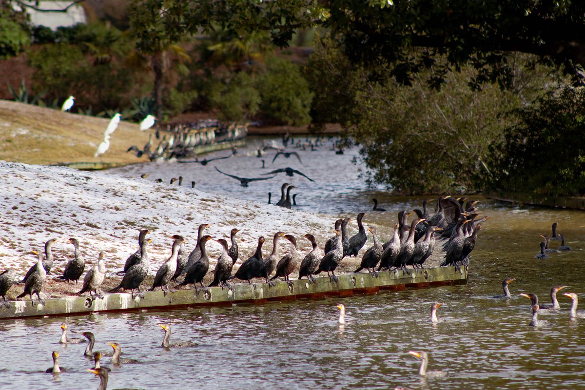 Norfolk Botanical Garden tweet media