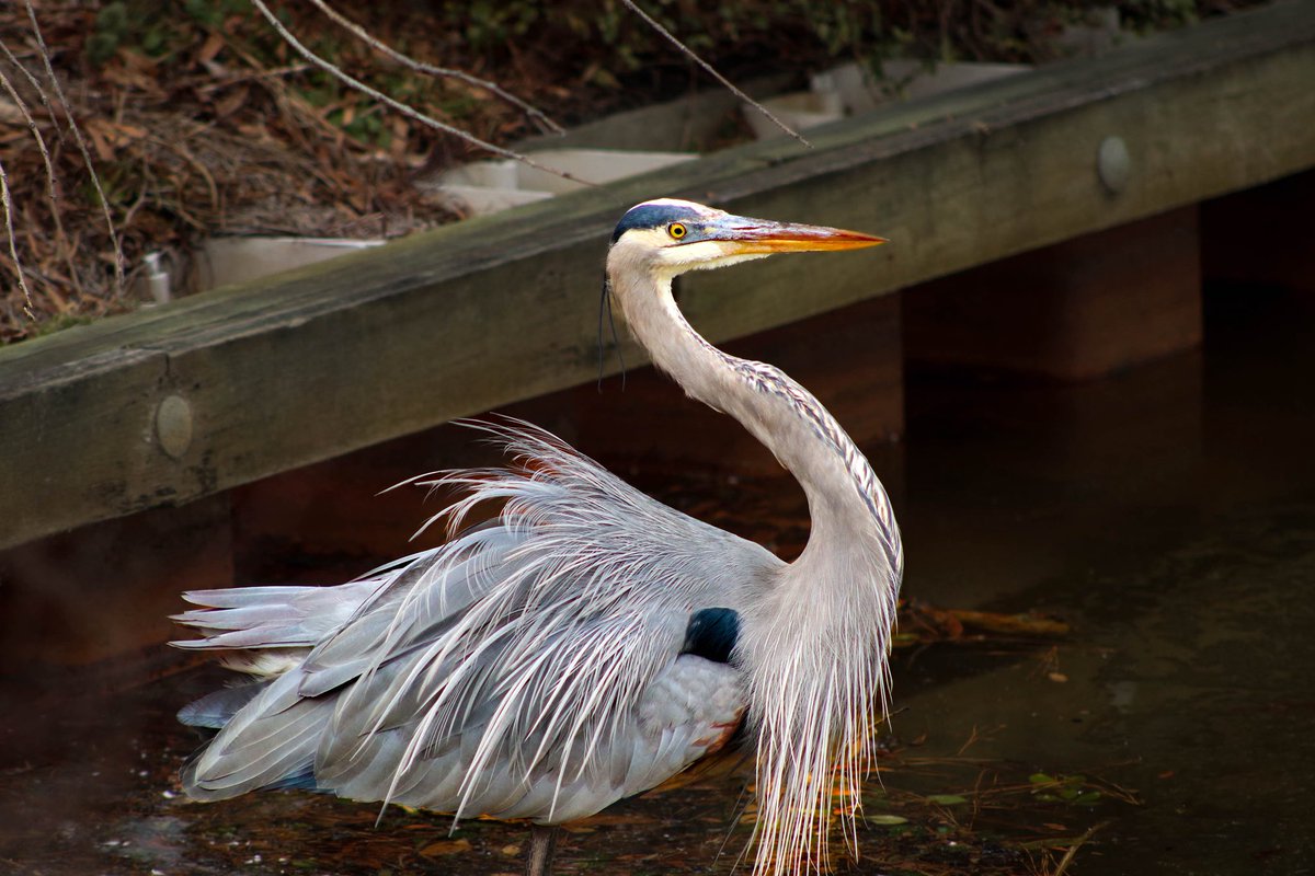 Norfolk Botanical Garden tweet media