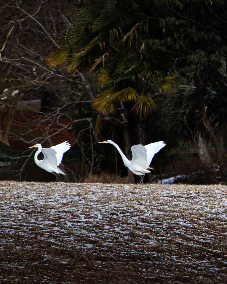 Norfolk Botanical Garden tweet media