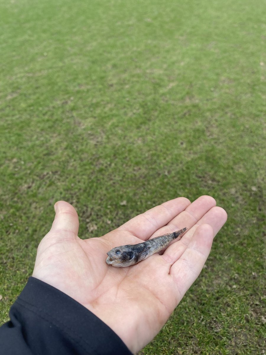 michael merriman tweet media