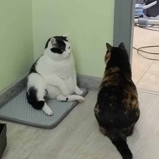 ПідйомПеревертень tweet media