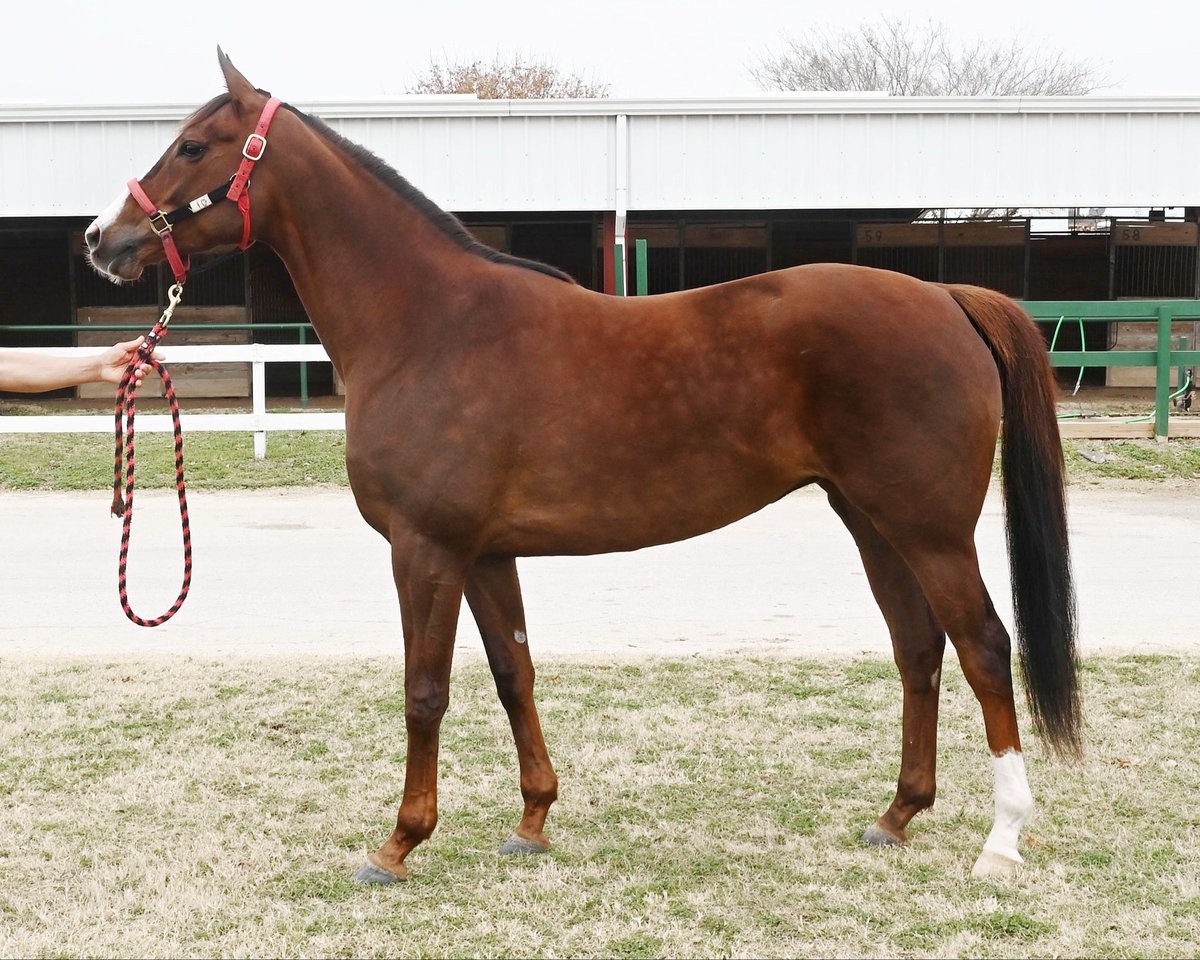 Buckland Sales 🐎 🏆 tweet media