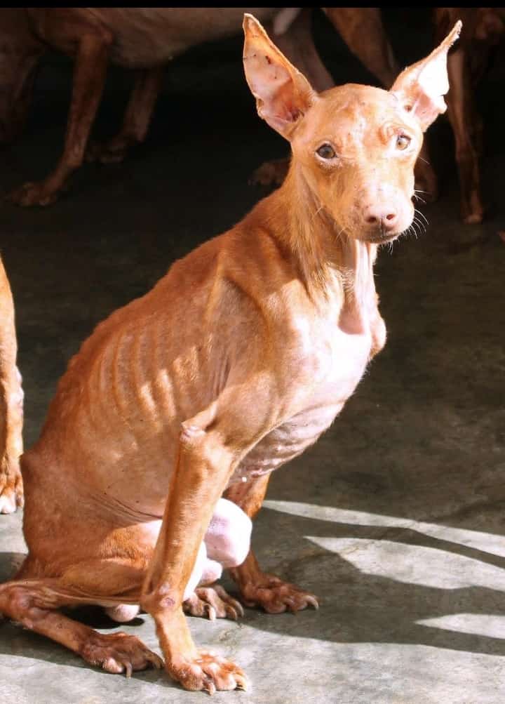 Si quieres sumarte puedes firmar aquí change.org/mismosperrosmi…