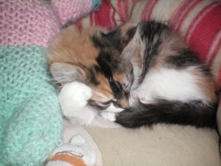 Nix Achlys (They/Them) tweet media