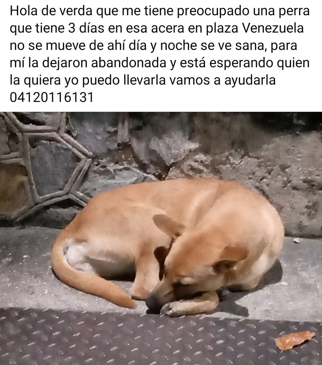 Necesita URGENTE hogar temporal, Caracas