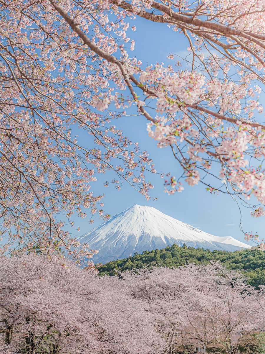 Mount Fuji, Japan 🇯🇵🌸