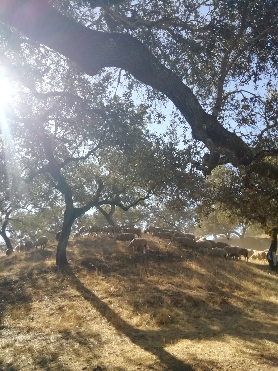 Luis Berbiela tweet media