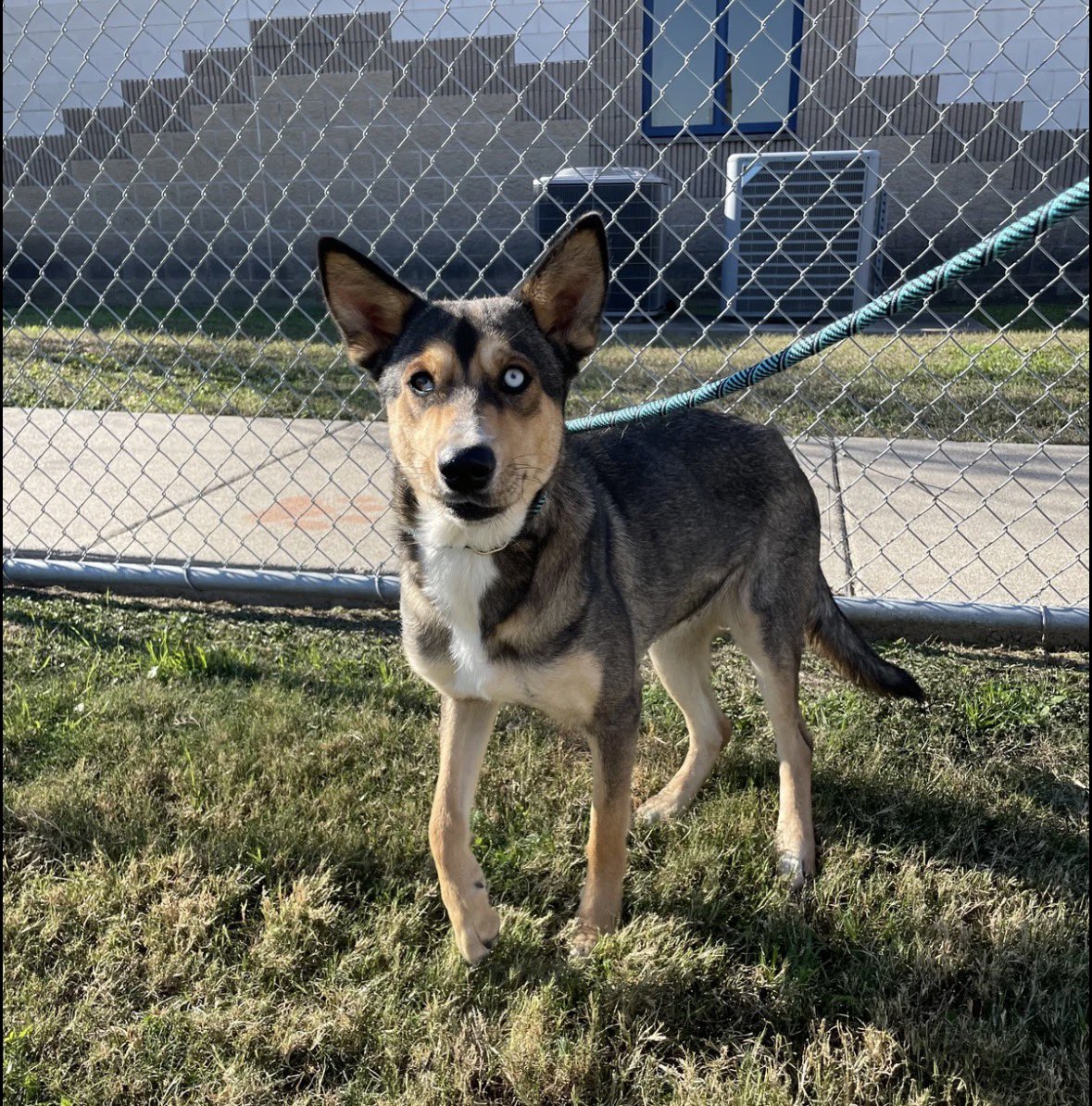 South Texas Animal Rescue Group, AKA STAR Group tweet media