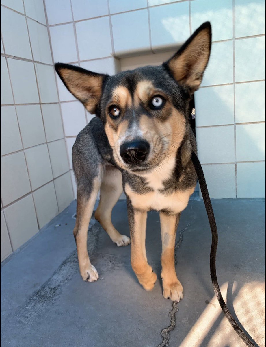 South Texas Animal Rescue Group, AKA STAR Group tweet media