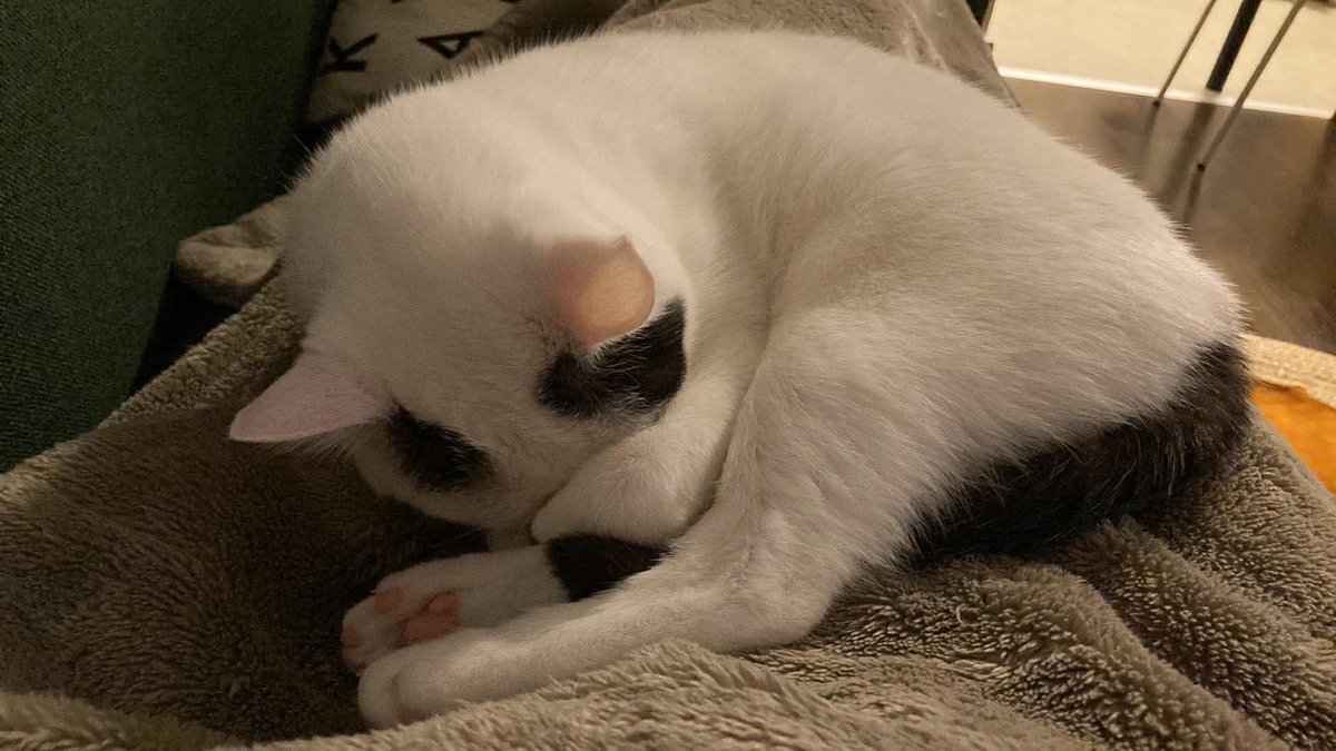 Papou de Vivaldi 🐾 tweet media