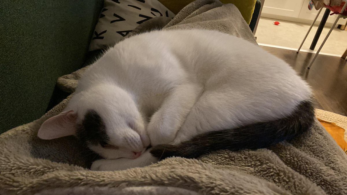 Papou de Vivaldi 🐾 tweet media